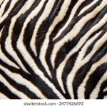 揭秘蠢沫沫真名徐晓妍的成长故事与网络之路 j4dimnosev